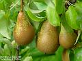 2005-0910pears